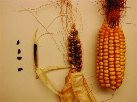  「Zea Mays: Diversity, Evolution and Adaptation」：古代の恵みと未来への希望を織りなす、スペイン発の農業学の傑作